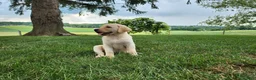 Labrador Retriever dogs for sale: Maggie  - Ad 5
