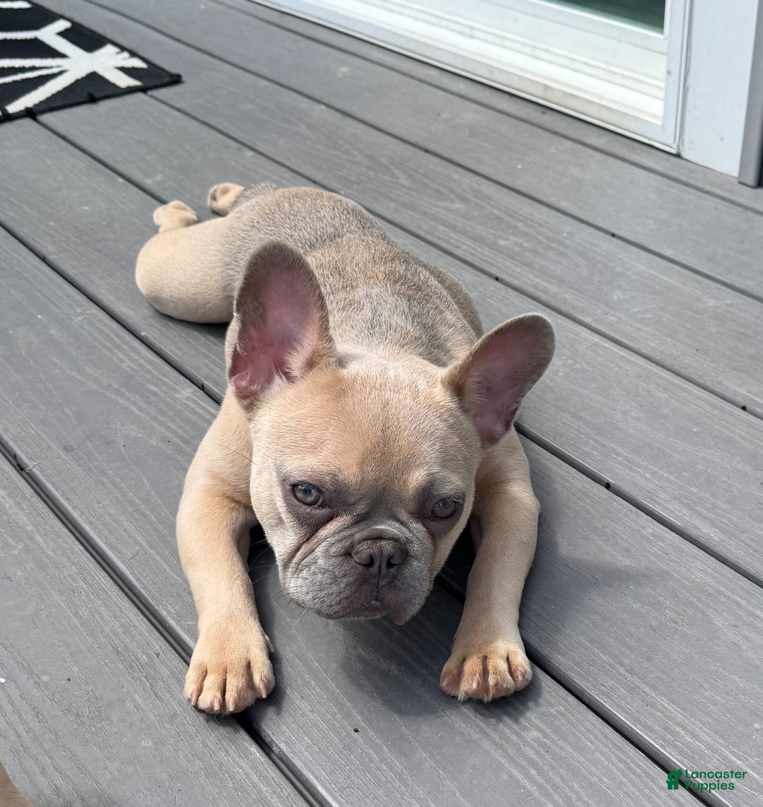 French Bulldog dogs for sale: French Bulldog Puppy 2 - Ad 3