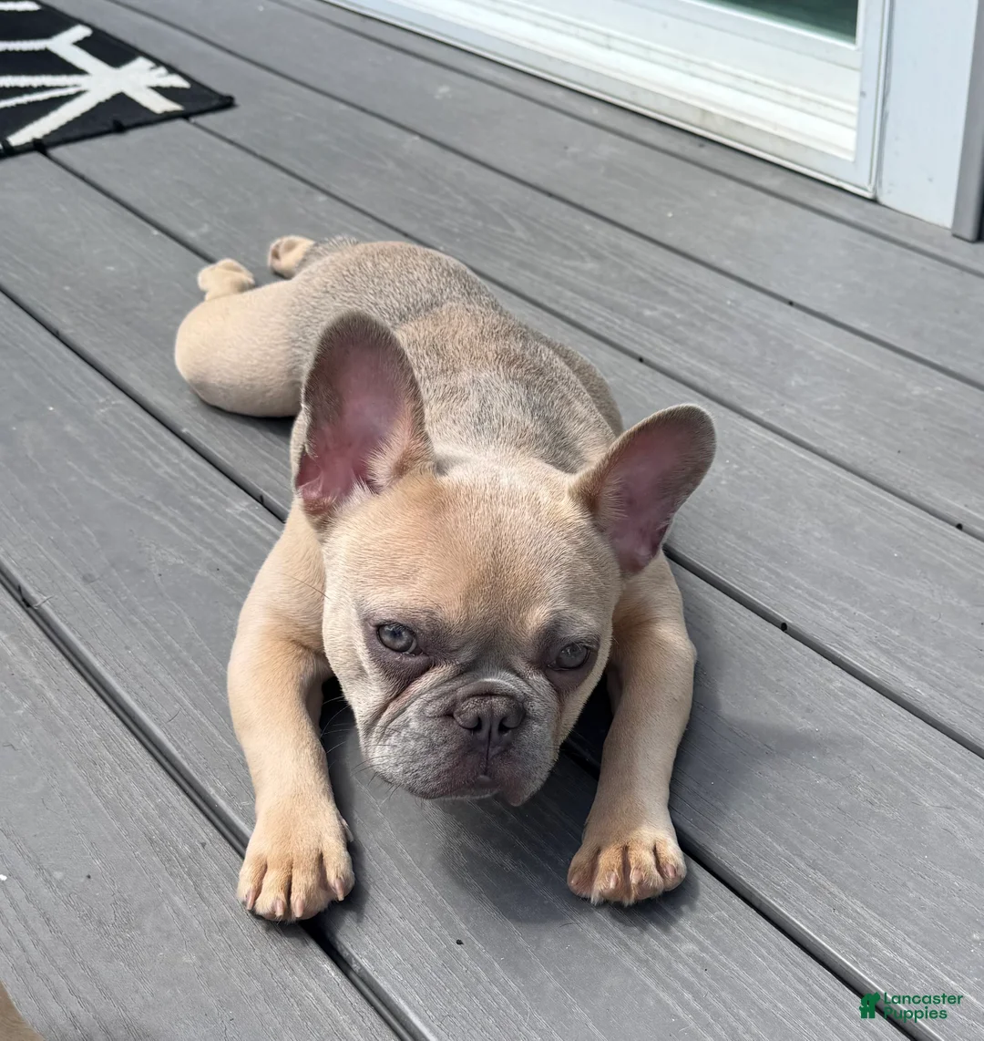 French Bulldog dogs for sale: French Bulldog Puppy 3 - Ad 3