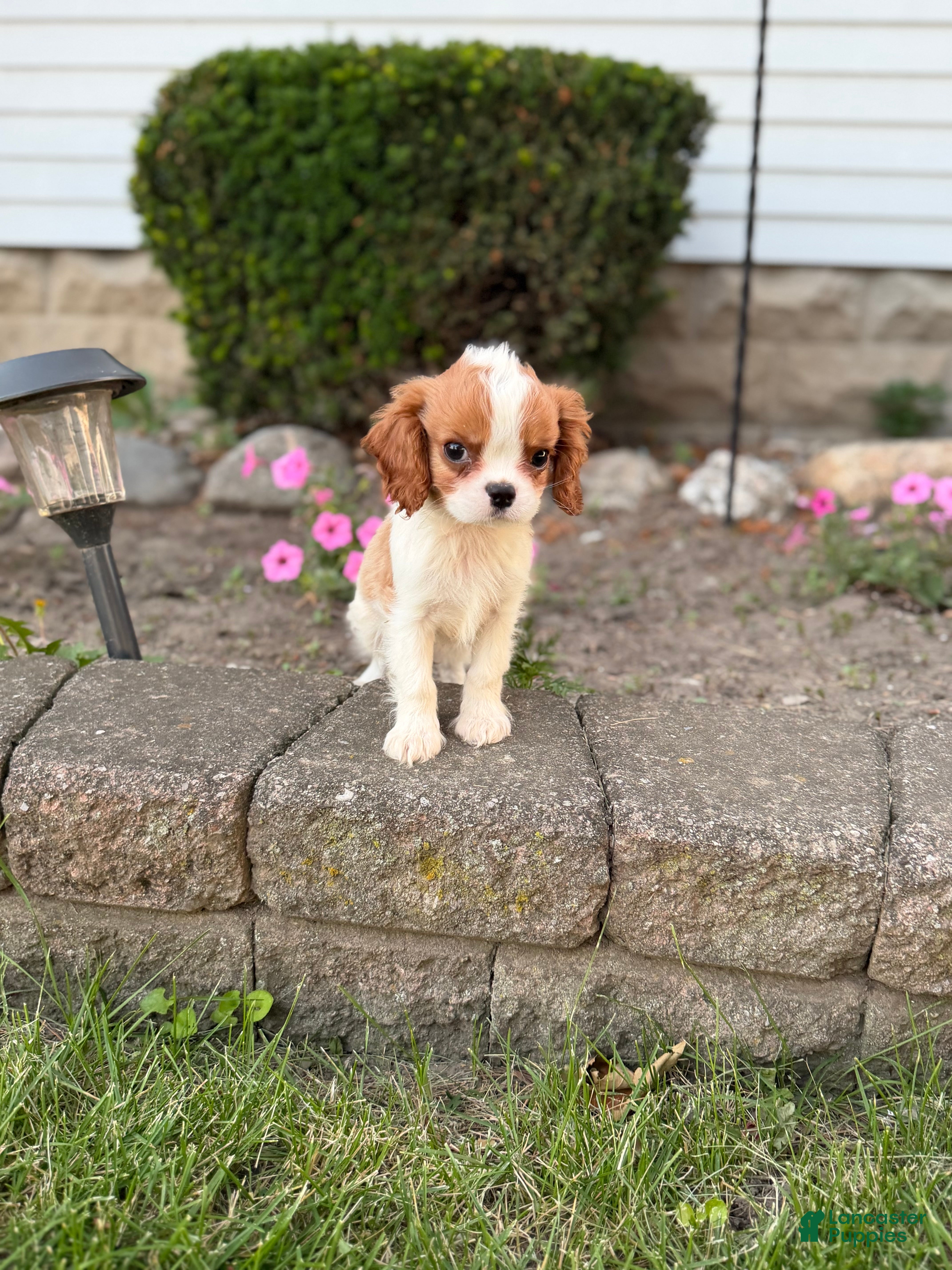 Cavalier King Charles Spaniel dogs Liam Cavalier King Charles Spaniel Puppy  - Ad 1