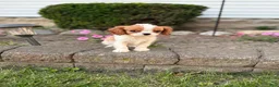 Cavalier King Charles Spaniel dogs for sale: Liam Cavalier King Charles Spaniel Puppy  - Ad 1