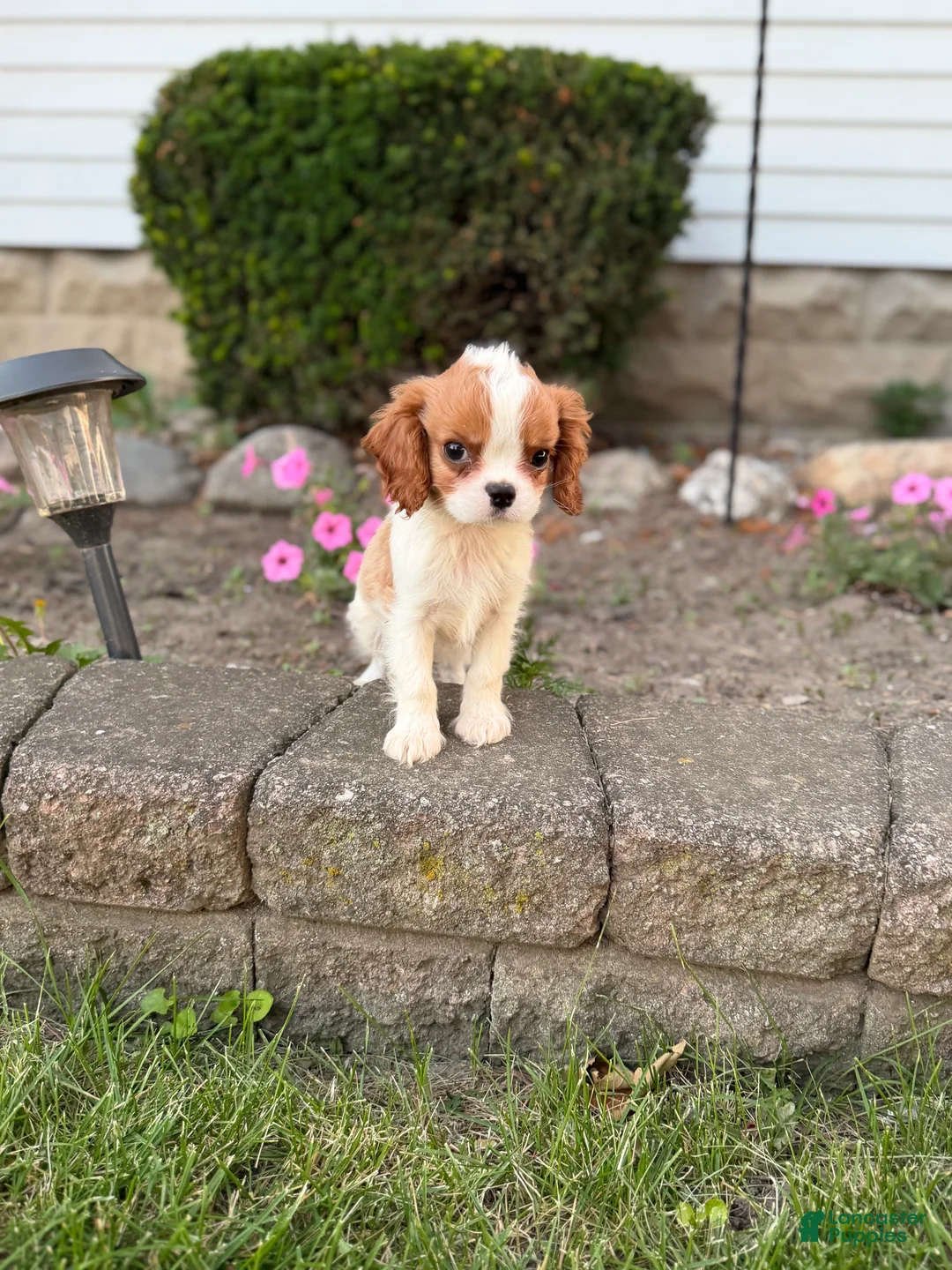 Cavalier King Charles Spaniel dogs for sale: Liam Cavalier King Charles Spaniel Puppy  - Ad 1