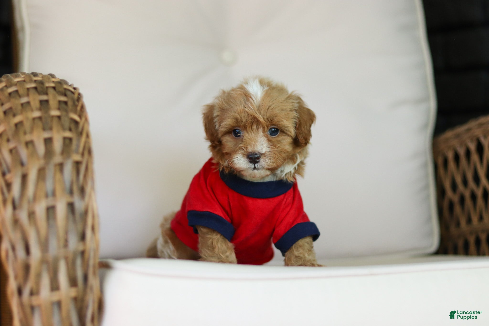 Cavapoo dogs for sale: Brady - Ad 1