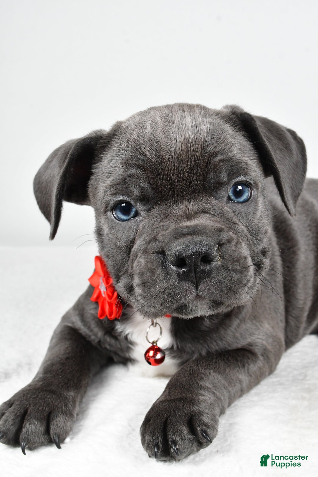 Mixed Breed dogs for sale: Della - Ad 5