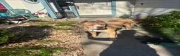 Cane Corso dogs for sale: Cane Corso 2 - Ad 2
