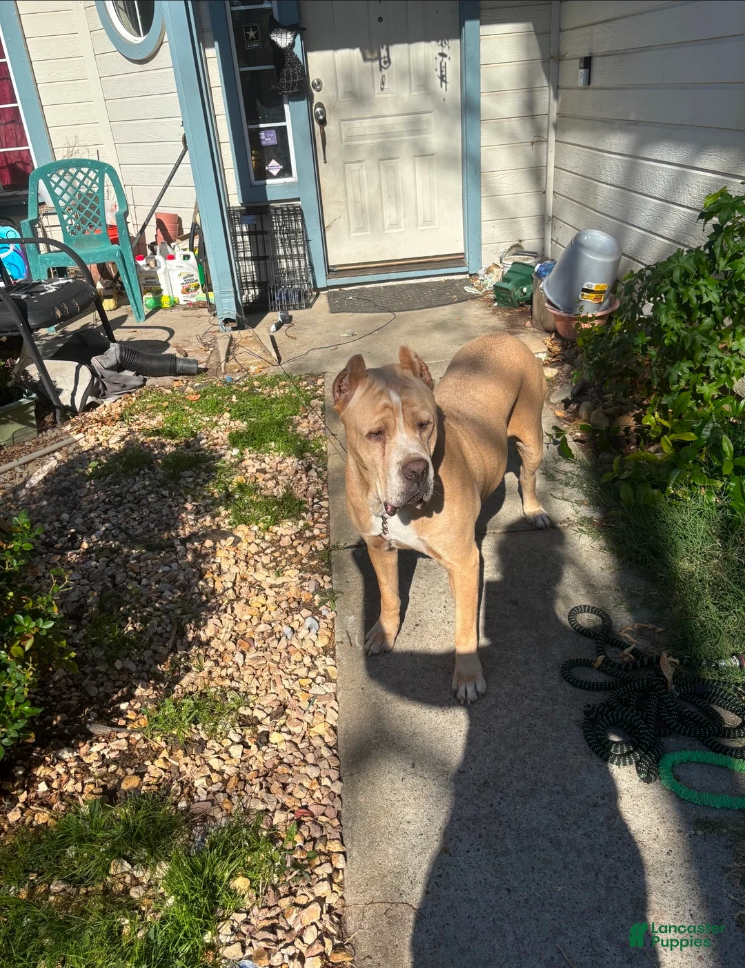 Cane Corso dogs for sale: Cane Corso 2 - Ad 2