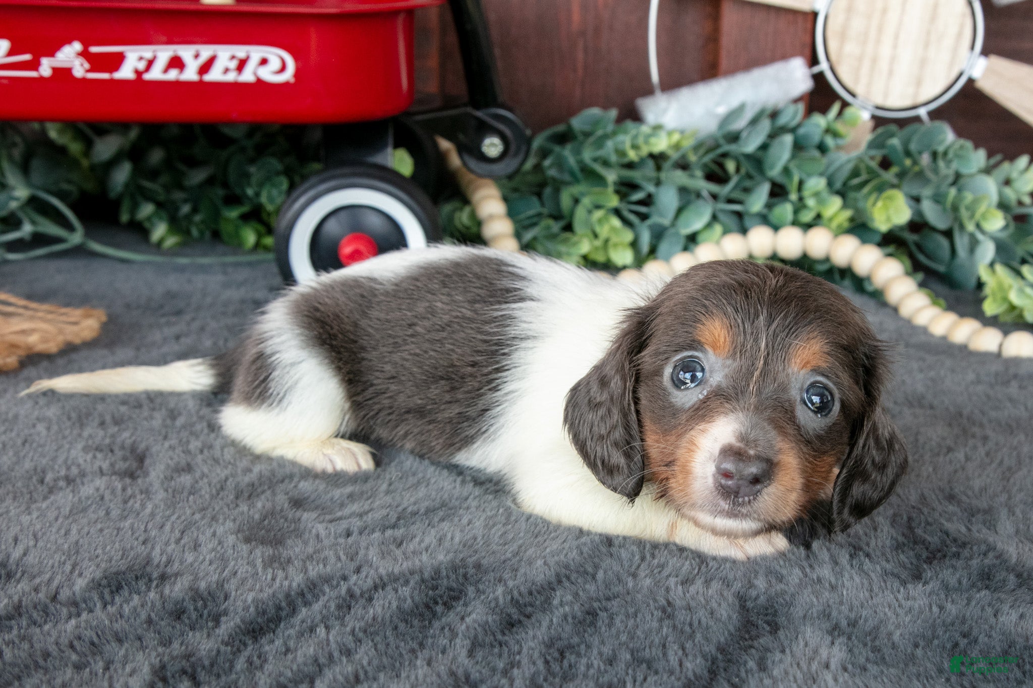Miniature Dachshund dogs Betty - Ad 2