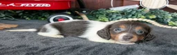 Miniature Dachshund dogs for sale: Betty - Ad 2