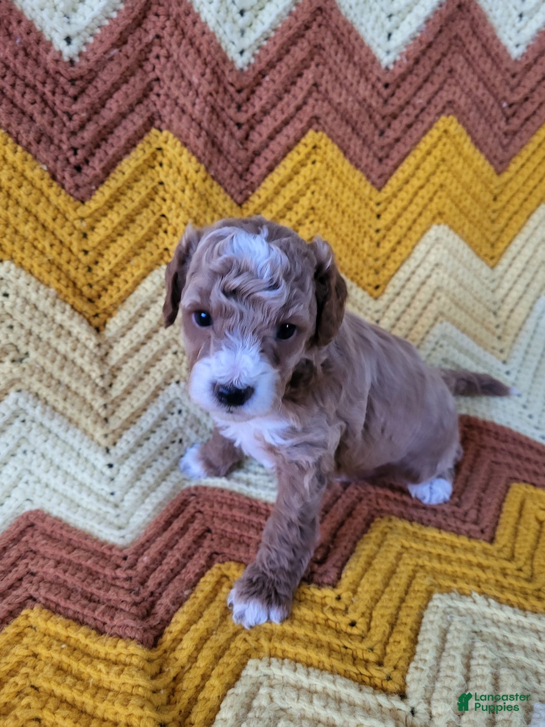 Goldendoodle dogs for sale: Rusty - Ad 5