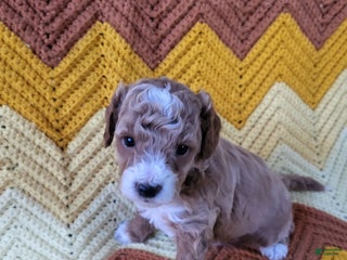 Goldendoodle dogs - Ad 30