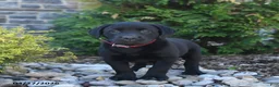 Labrador Retriever dogs for sale: Bowie - Ad 1