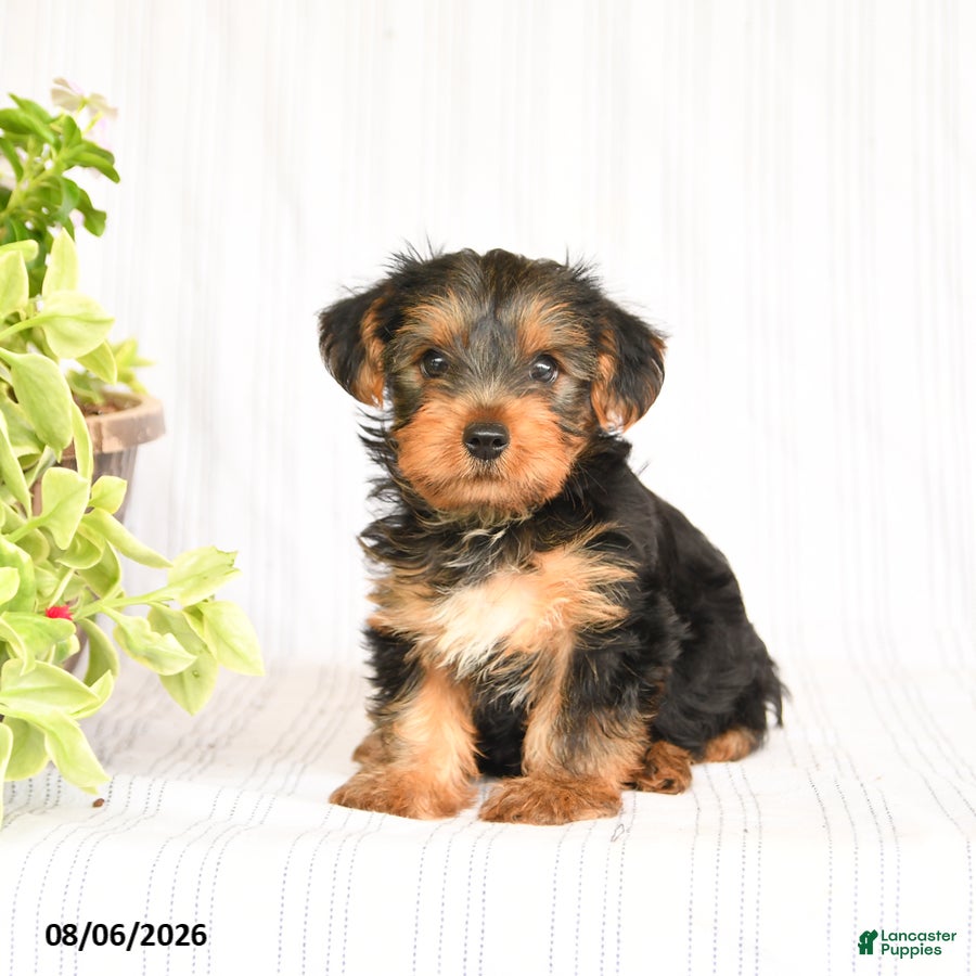 Yorkshire Terrier dogs for sale: Oliver - Ad 1