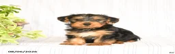 Yorkshire Terrier dogs for sale: Oliver - Ad 1
