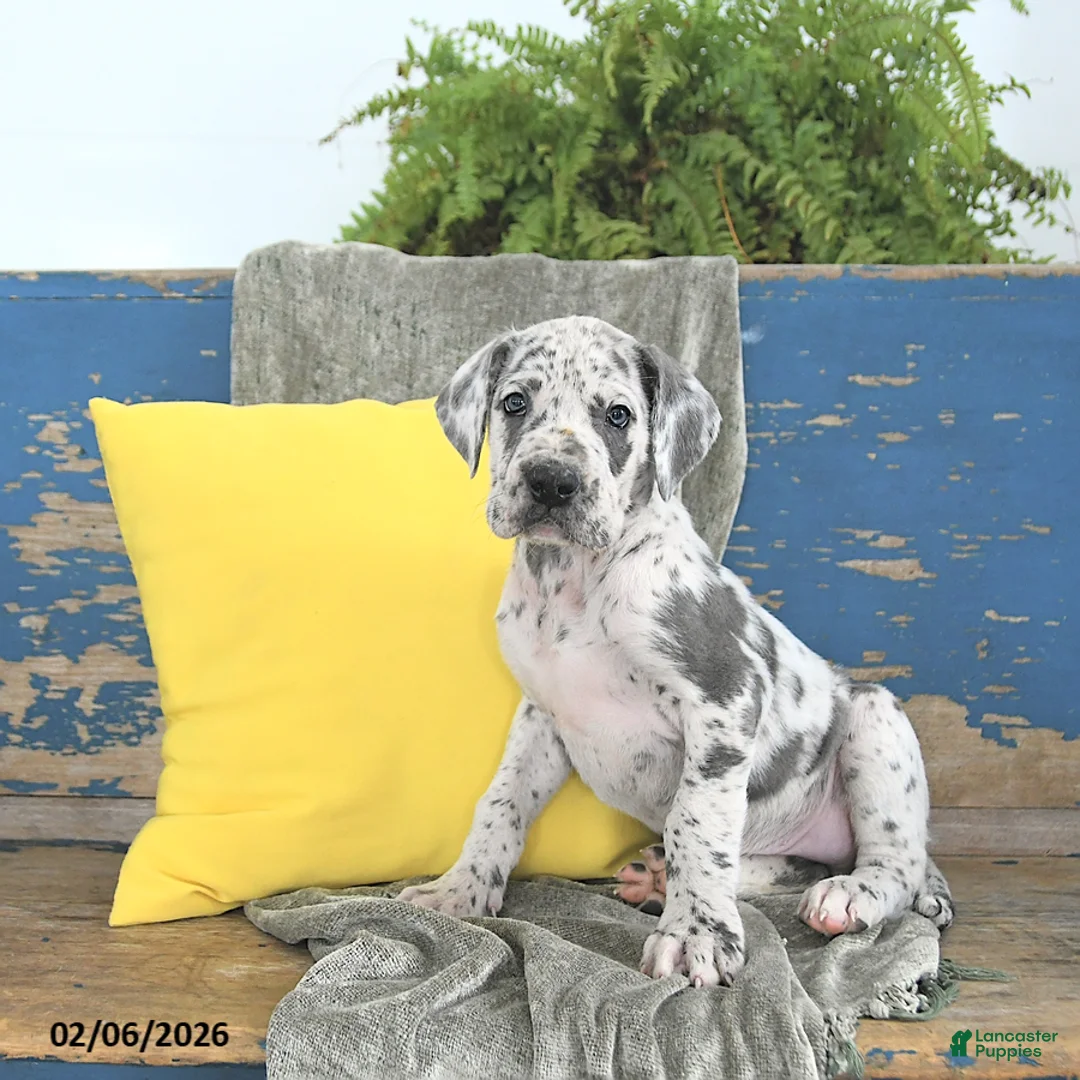 Great Dane dogs for sale: Kodiak - Ad 4