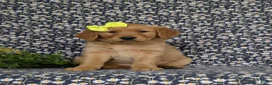 Nellie AKC Registered