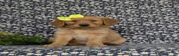 Golden Retriever dogs for sale: Nellie AKC Registered - Ad 1