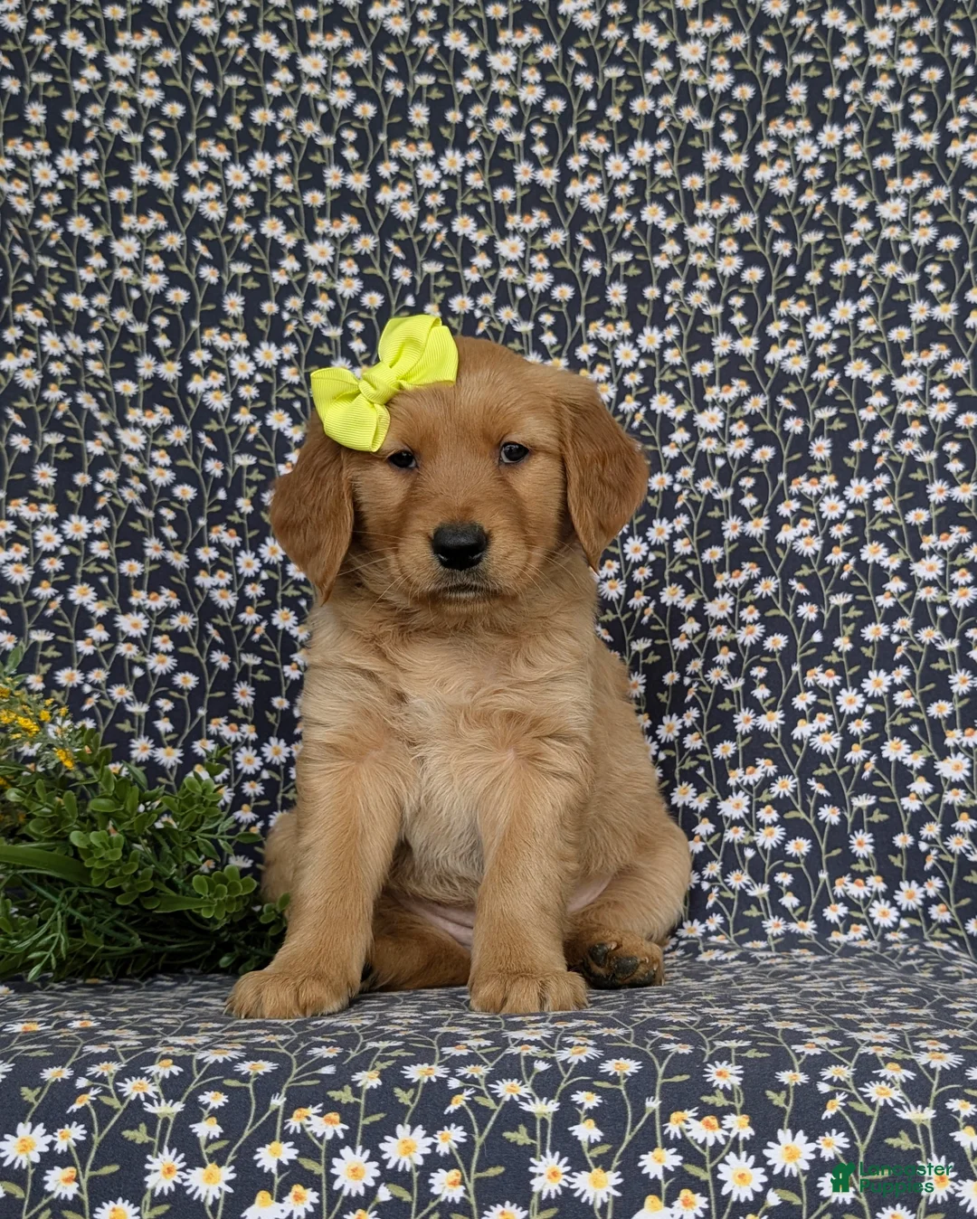 Golden Retriever dogs for sale: Nellie AKC Registered - Ad 1