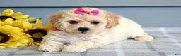 Bichpoo dogs for sale: Sophie  - Ad 3