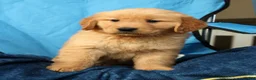 Golden Retriever dogs for sale: Andre - Ad 7