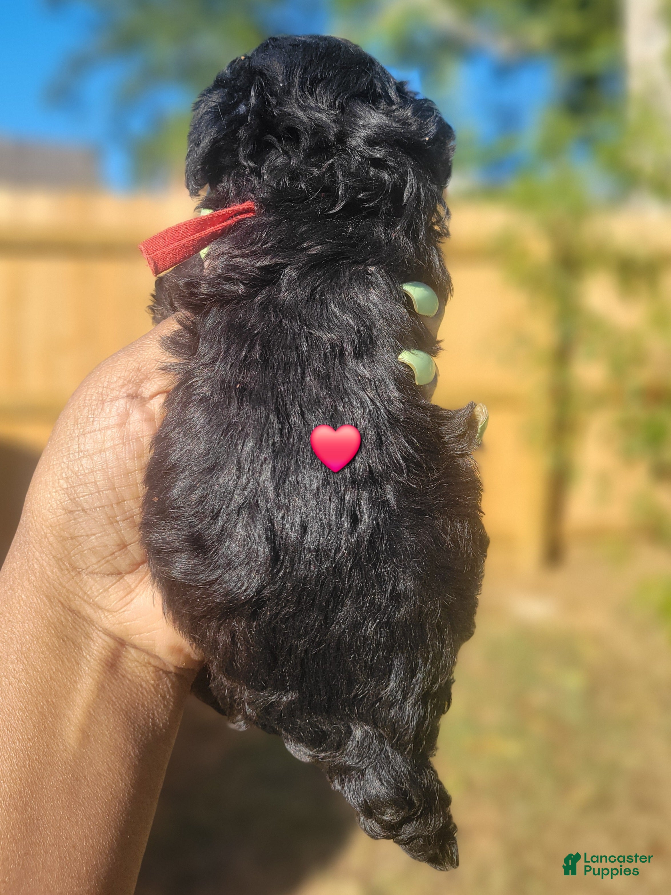 Toy Poodle dogs for sale: Toy Poodle 2 - Ad 1