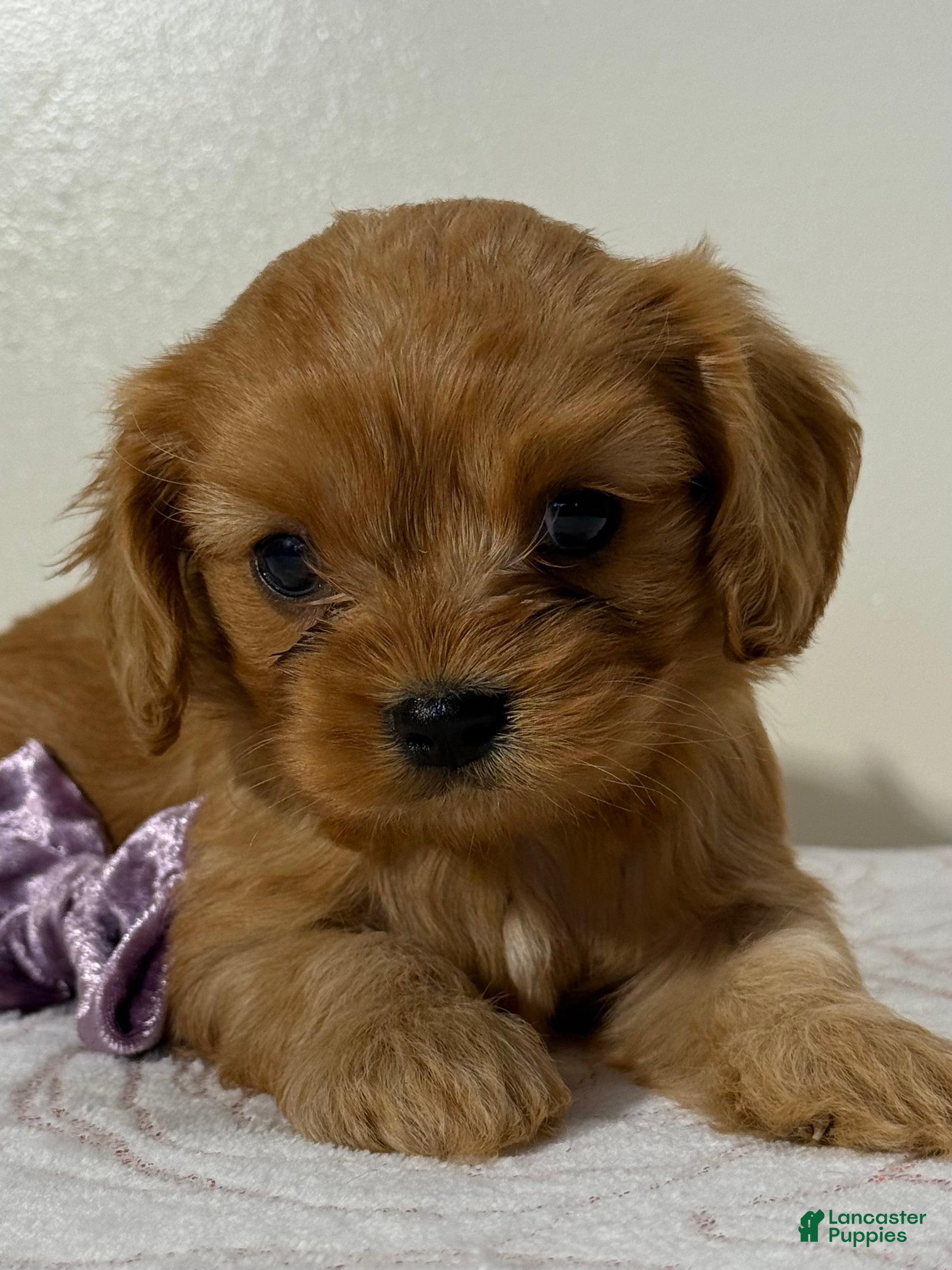 Cavapoo