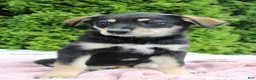 Mixed Breed dogs for sale: Jenny - Ad 6
