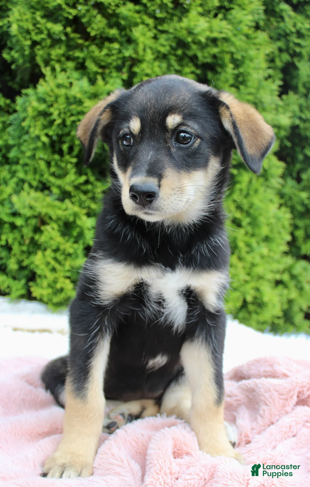 Mixed Breed dogs for sale: Jenny - Ad 6