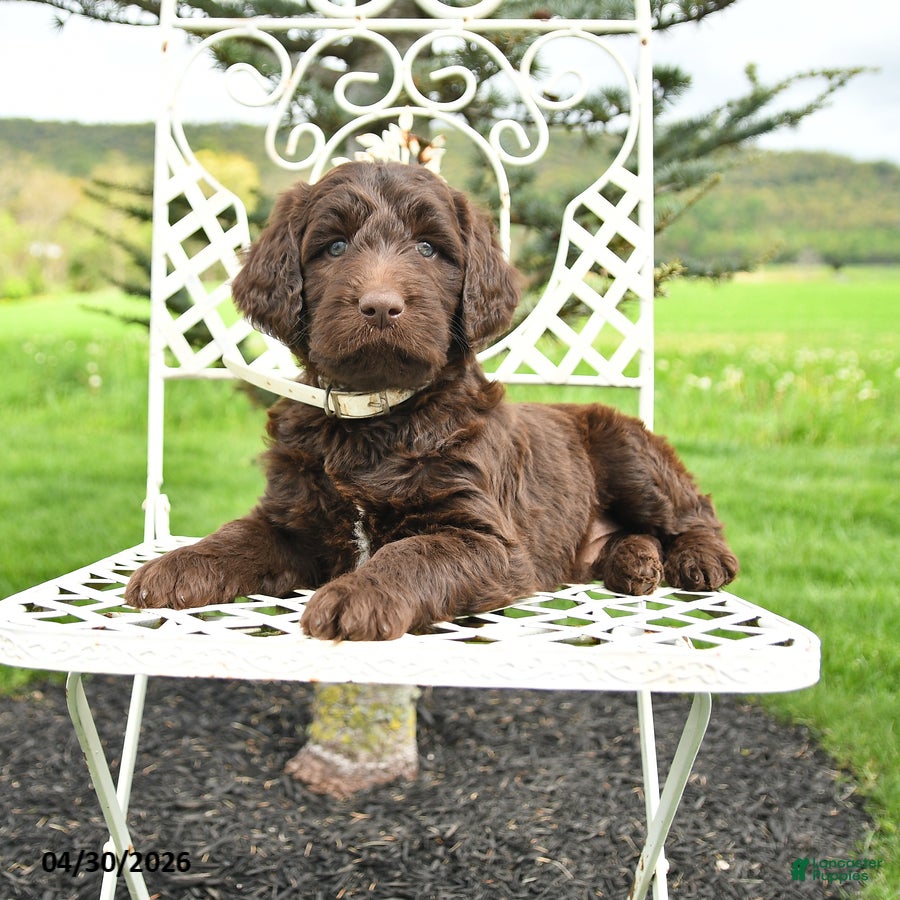 Labradoodle dogs Mason - Ad 1