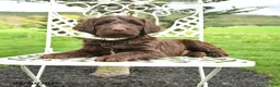 Labradoodle dogs for sale: Mason - Ad 1