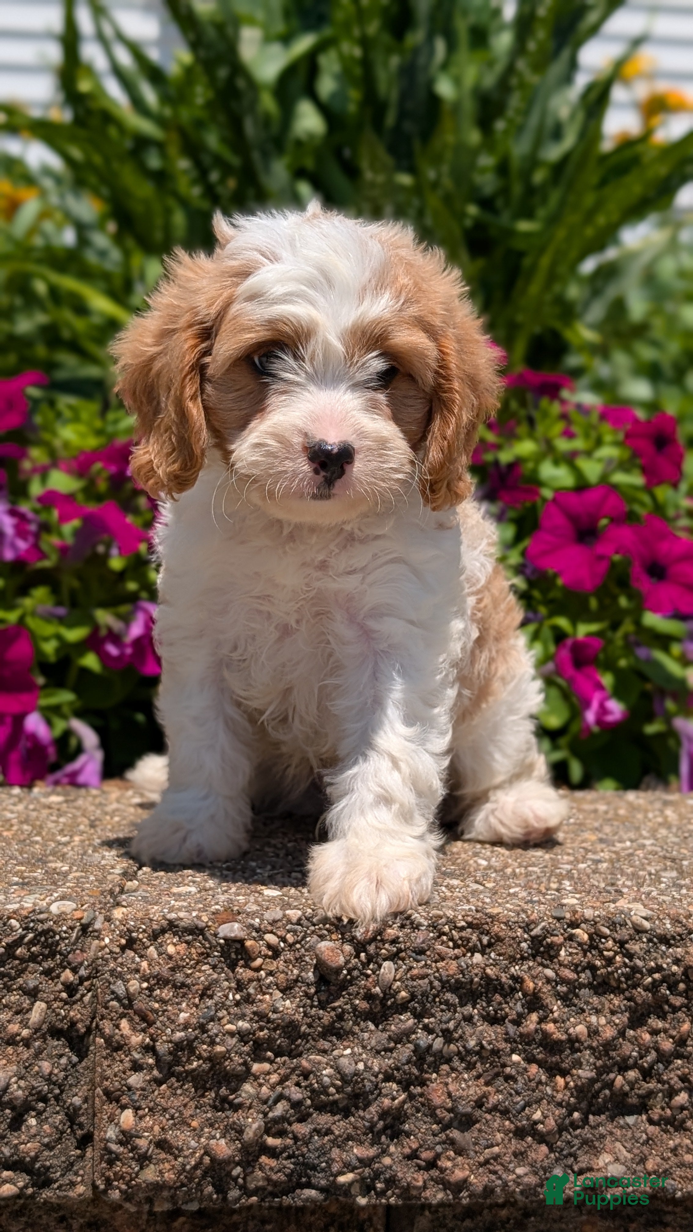 Cavapoo dogs Russ - Ad 2