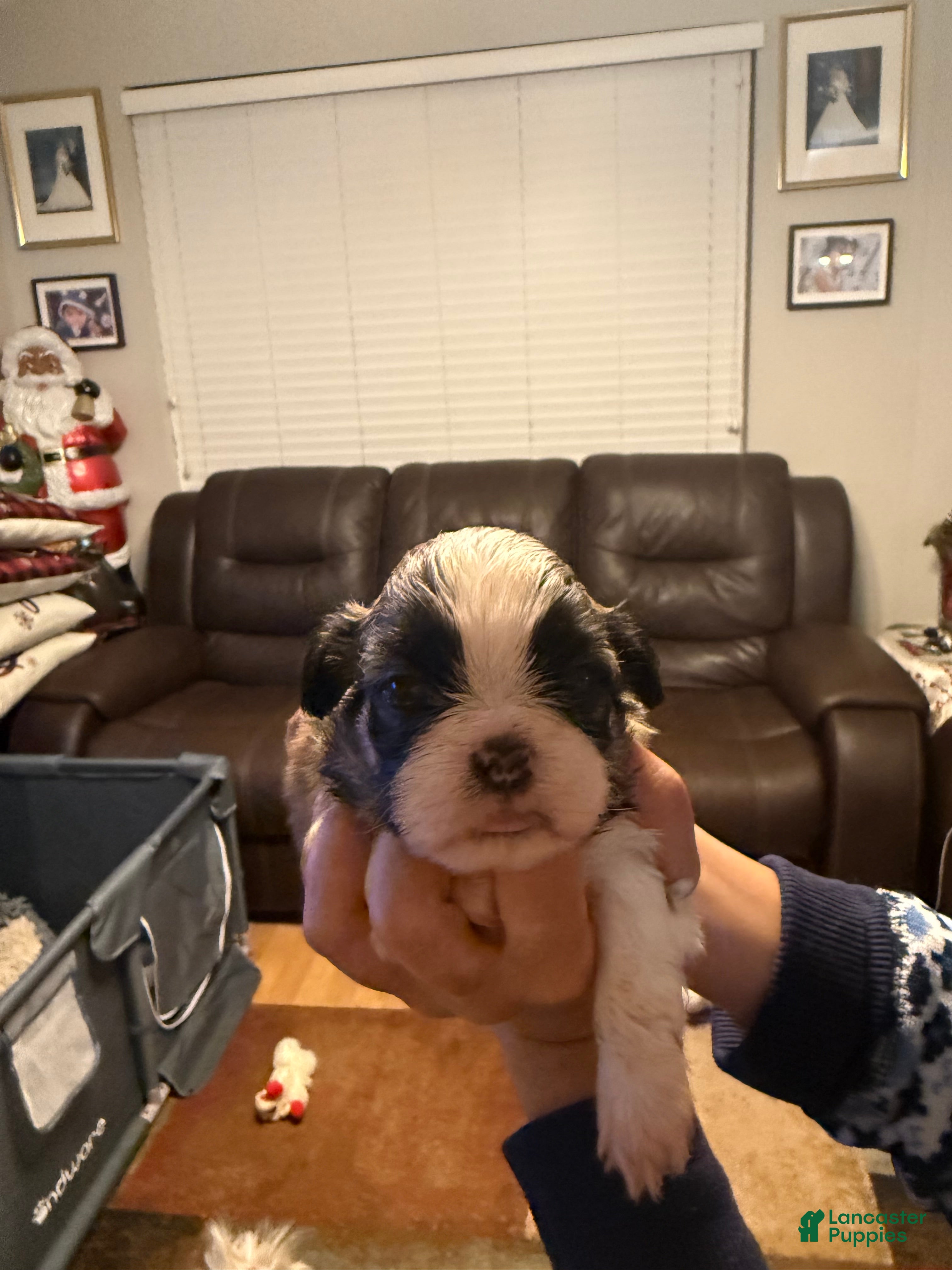 Shih Tzu dogs Shih Tzu Puppy 1 - Ad 3