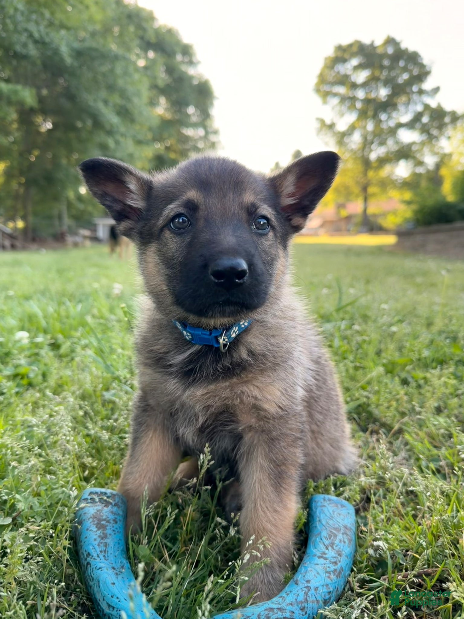 German Shepherd dogs Blue - Ad 38