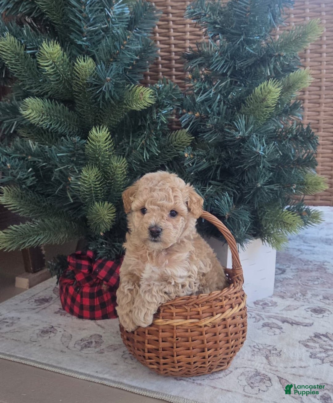 Maltipoo dogs for sale: Noelle - Ad 1