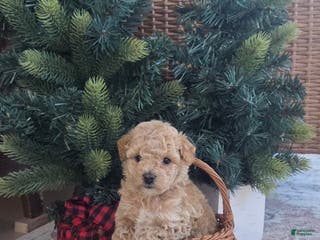 Maltipoo dogs Noelle - Ad 3