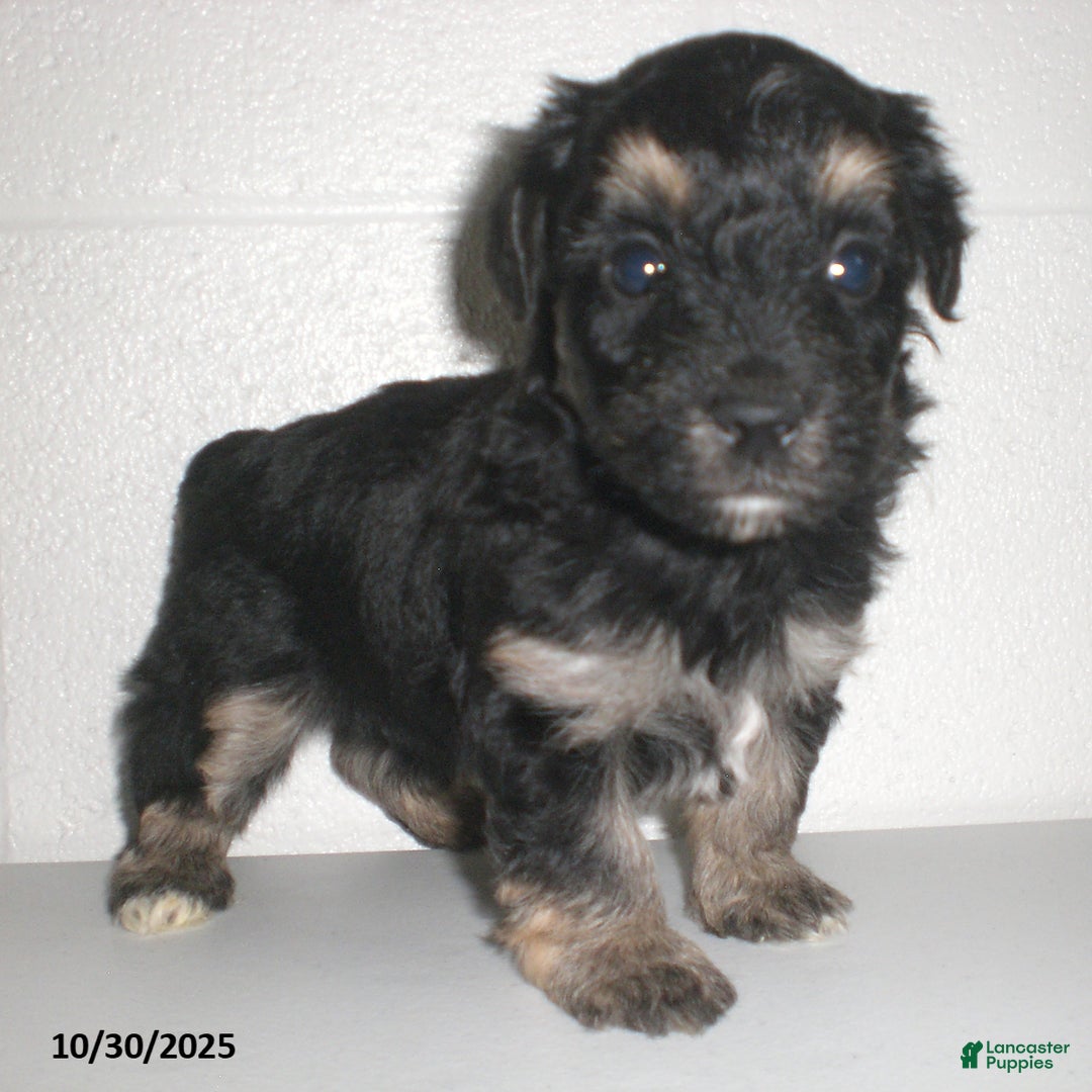 Yorkiepoo dogs for sale: Trent - Ad 21