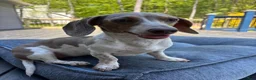Miniature Dachshund dogs for sale: Miniature Dachshund 3- Cookie - Ad 4