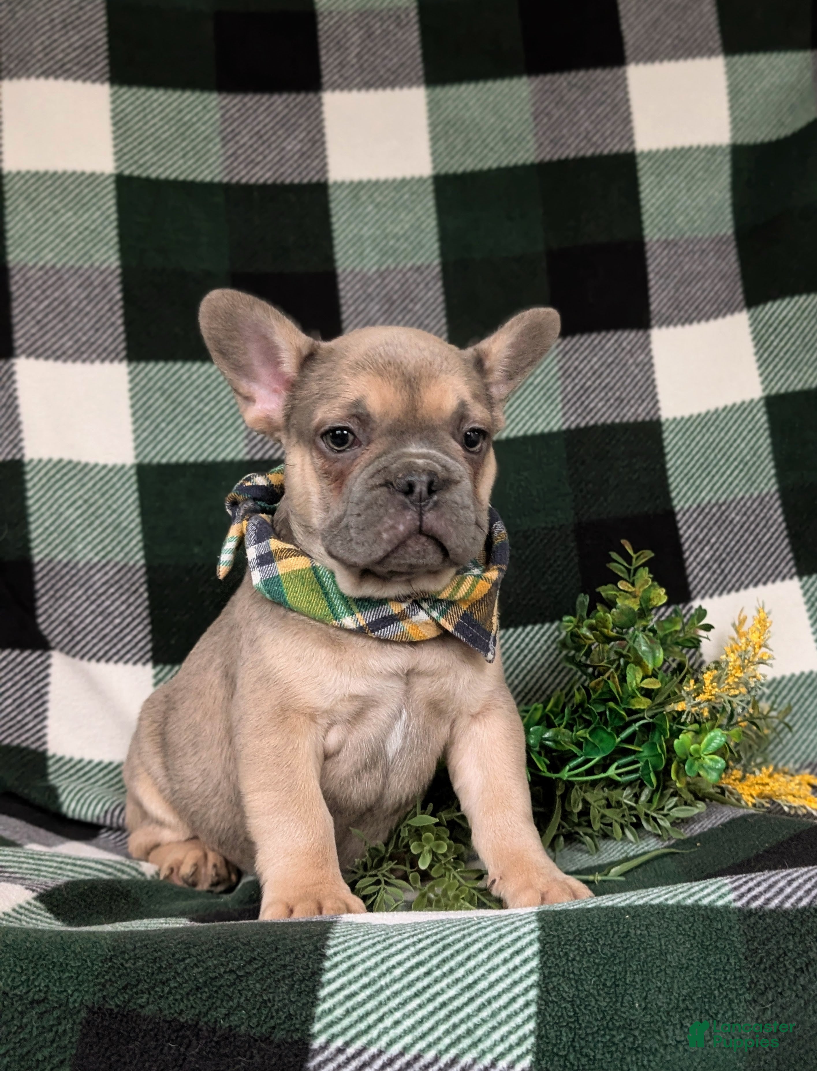 French Bulldog dogs Dudley - Ad 2
