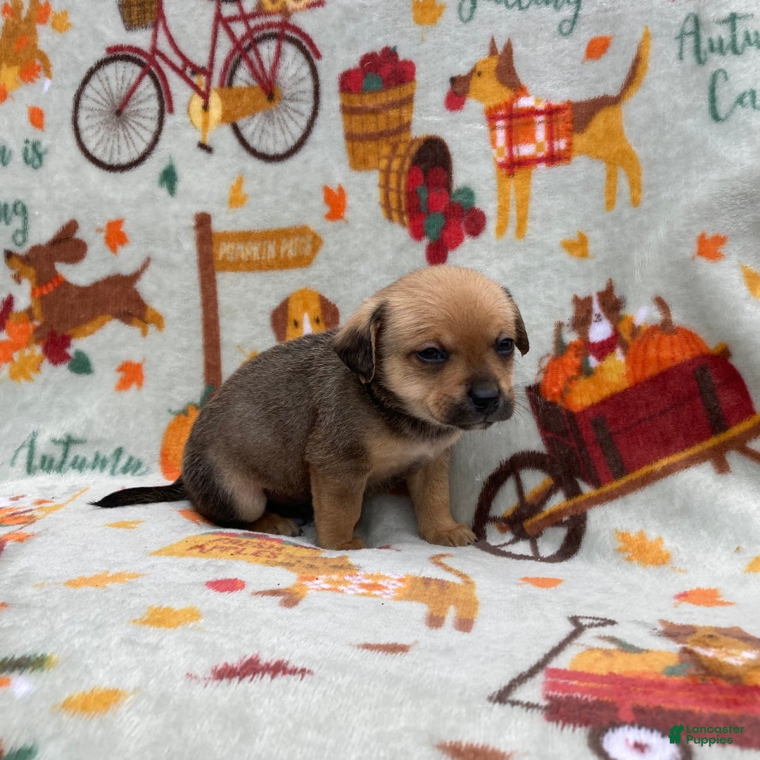 Chihuahua dogs for sale: Brody - Ad 1