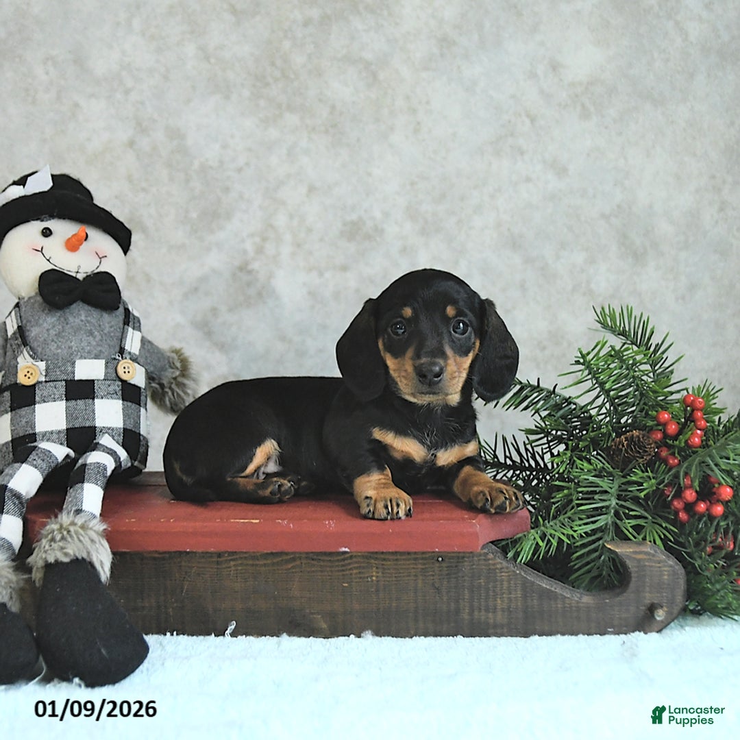 Miniature Dachshund dogs for sale: Lilly - Ad 1