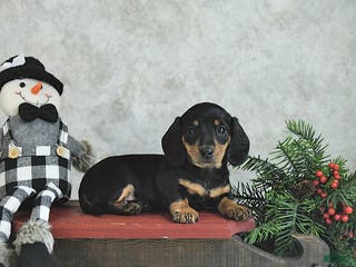Miniature Dachshund dogs Lilly - Ad 38