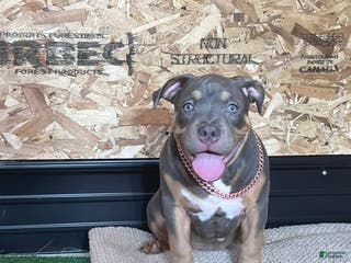 American Bully dogs Elsa - Ad 1