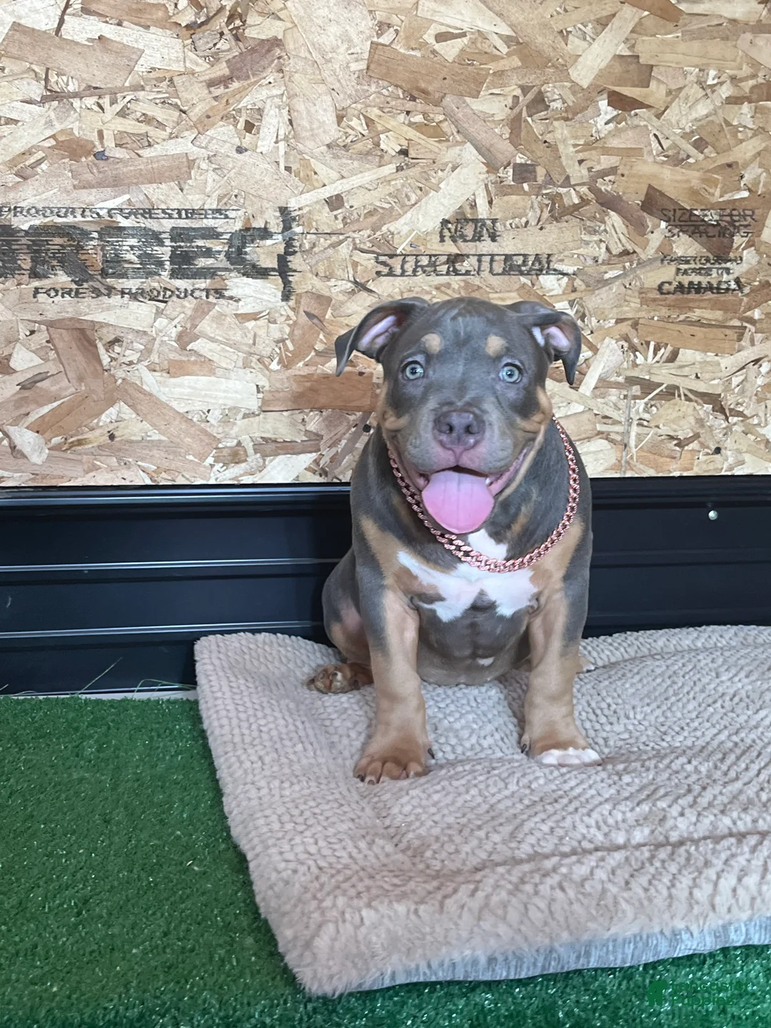 American Bully dogs for sale: Elsa - Ad 1