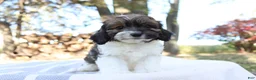 Cavapoo dogs for sale: Ruby - Ad 9