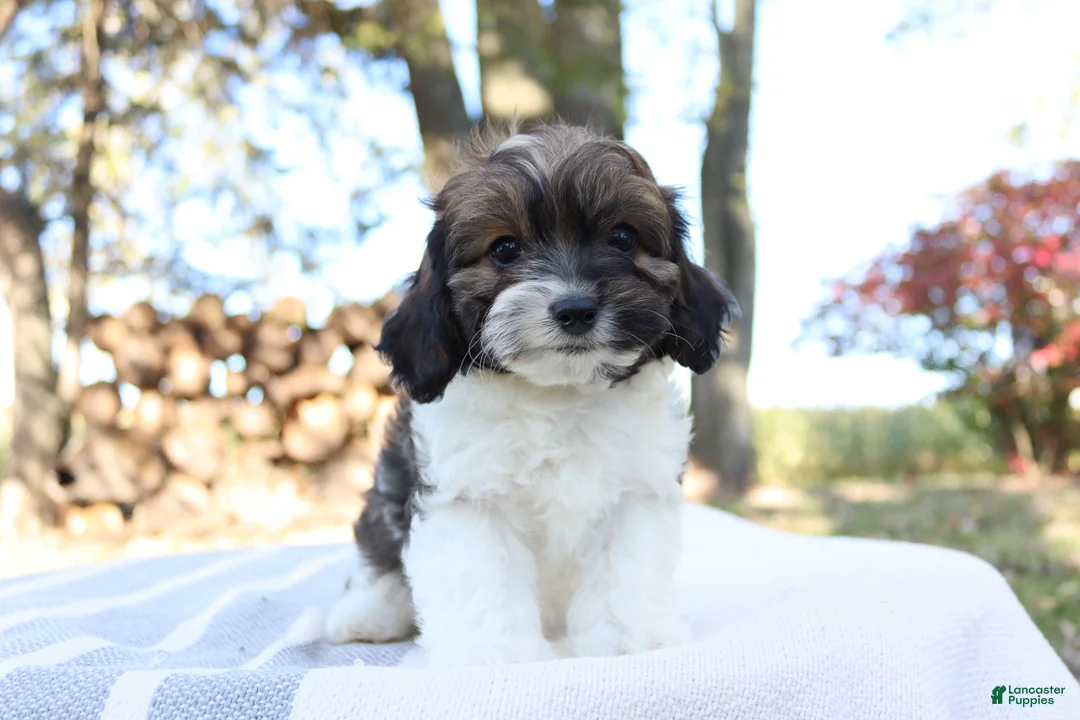 Cavapoo dogs for sale: Ruby - Ad 9