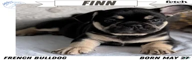 Finn