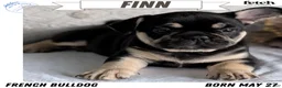 French Bulldog dogs for sale: Finn - Ad 1