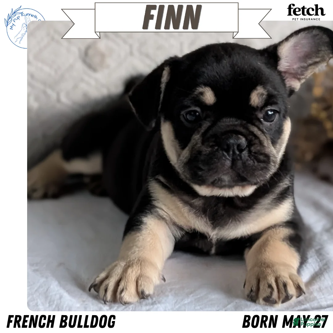 French Bulldog dogs for sale: Finn - Ad 1