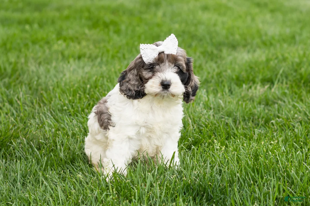 Cockapoo dogs for sale: Betty  - Ad 2