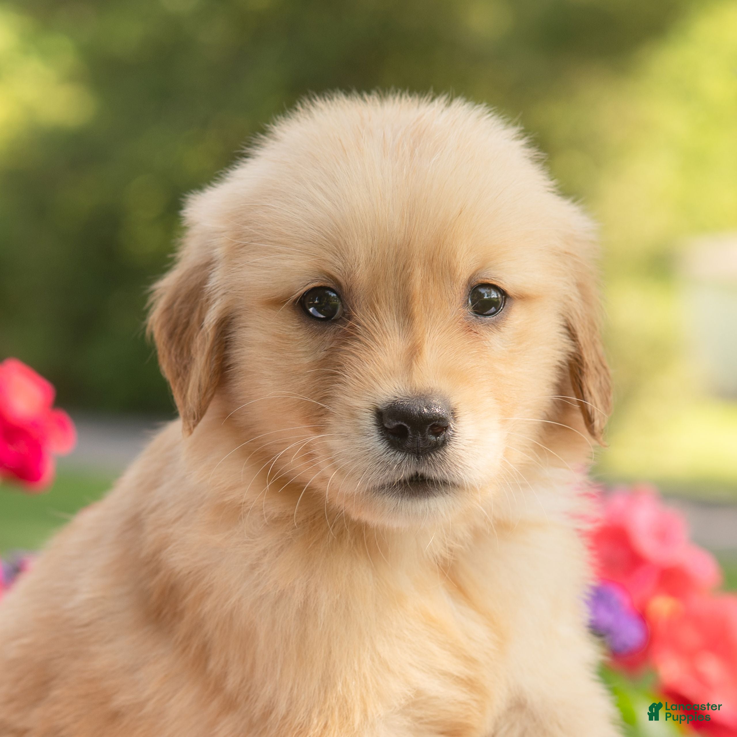 Golden Retriever dogs Sheba  - Ad 1