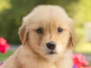 Golden Retriever dogs for sale: Sheba - Ad 1